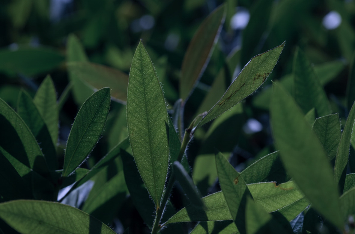 Gyokuro tea leaves macro